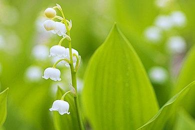 宝可梦发布可爱皮卡丘栖息地动画短片